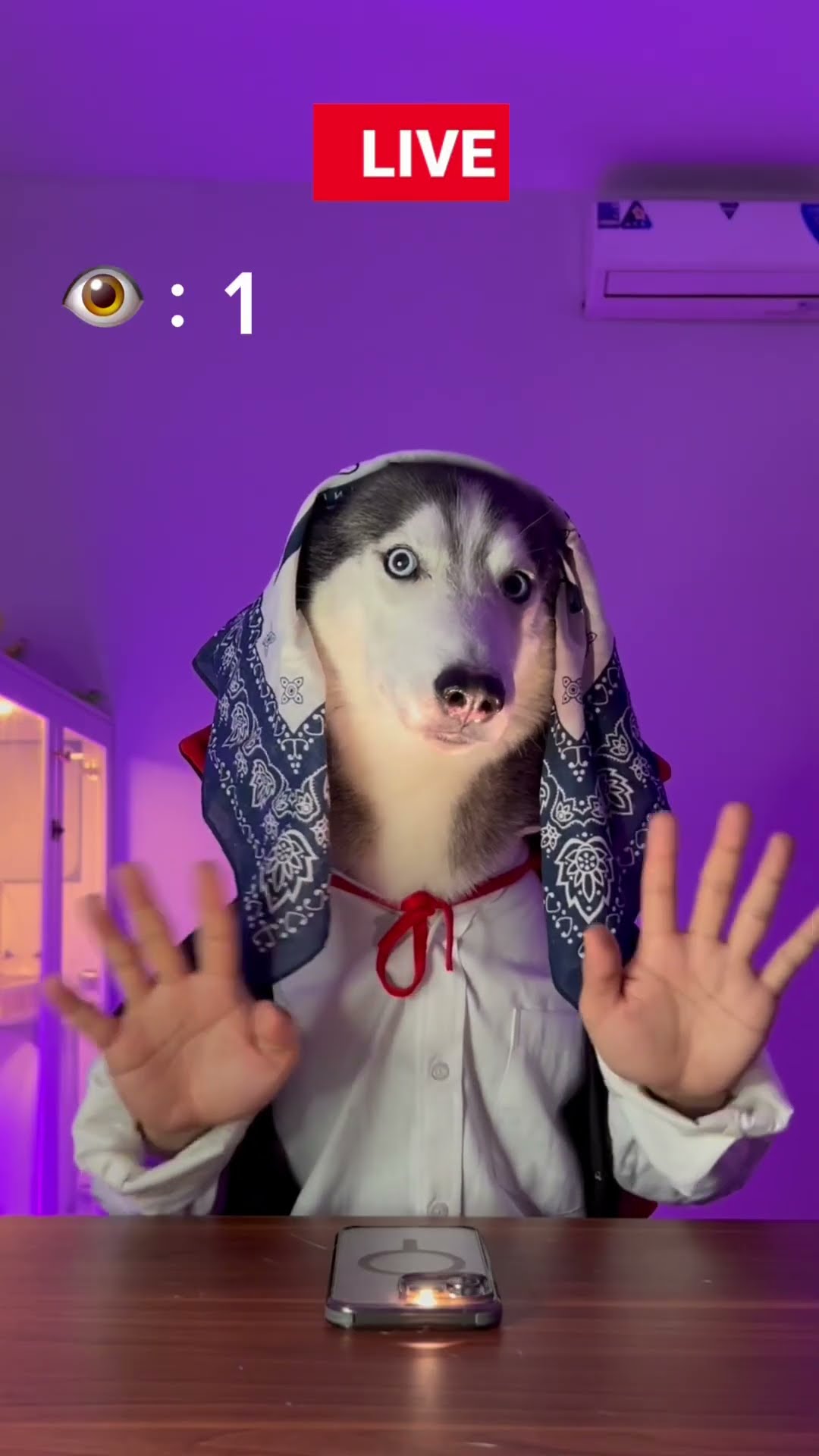 i’m sorry ?? …it me ? #dog #dogs #short #shorts
