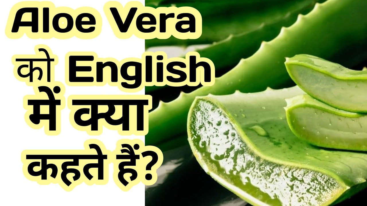 Aloe Vera क English म क य कहत ह What Is The English Name Of Aloe Vera Shorts Trending Youtube Aloe Vera क English म क य कहत ह What Is The English Name Of Aloe Vera Shorts Trending Youtube