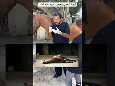كيفية التعامل مع فرس عصبية ورد فعلها ٦٠شو مع الدكتور حاتم ستين