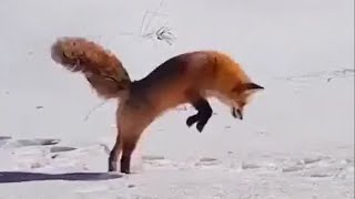 Лиса и мышонок. Fox and mouse.