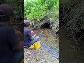 Wow... Big catfish in river litle # #fishing #shorts #catfish