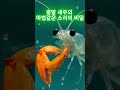 총알 새우의 마법같은 소리의 비밀 #동물 #지식 #정보 #올바른정보 #이슈 #재미 #해양생물  #즐거움