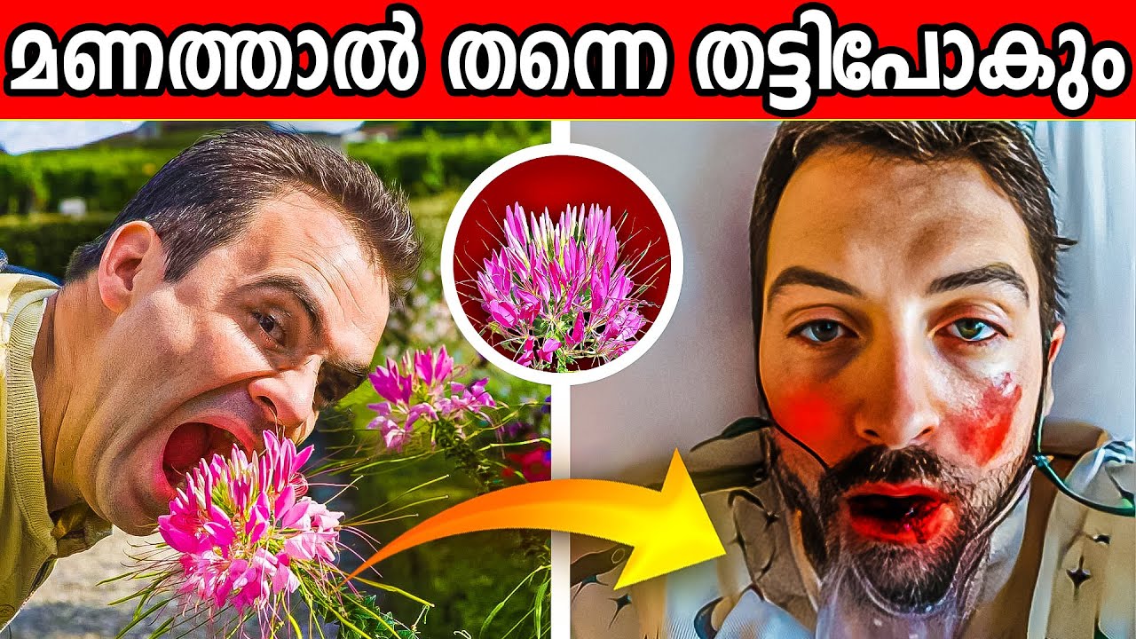 ലോകത്തിലെ തന്നെ ഏറ്റവും വിഷമുള്ള പൂവുകൾ 🌻 🌷 | Top 10 dangerous flowers of  World malayalam
