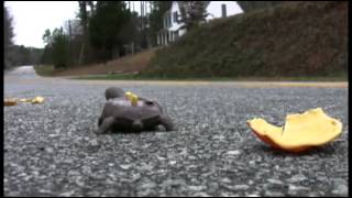 When turtles cross roads, bad things happen