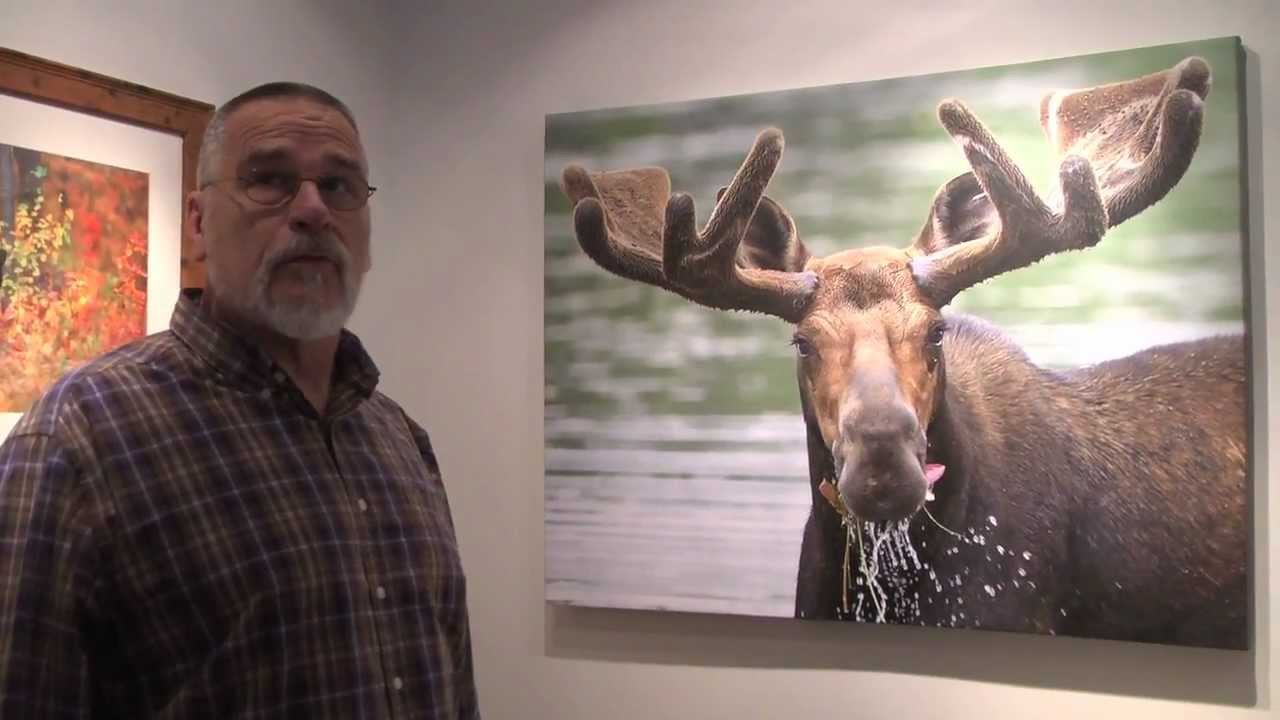 &ldquo;Alces alces&rdquo; (latin for &lsquo;moose&rsquo;) with Mark Picard - YouTube