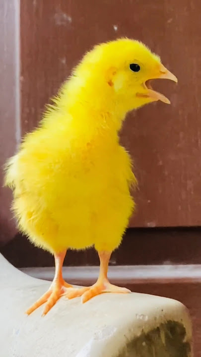 Wow adorable cutie colour chicken video, hen baby cutie sound, mugi ke chuze ke awaz #birds#wildlife