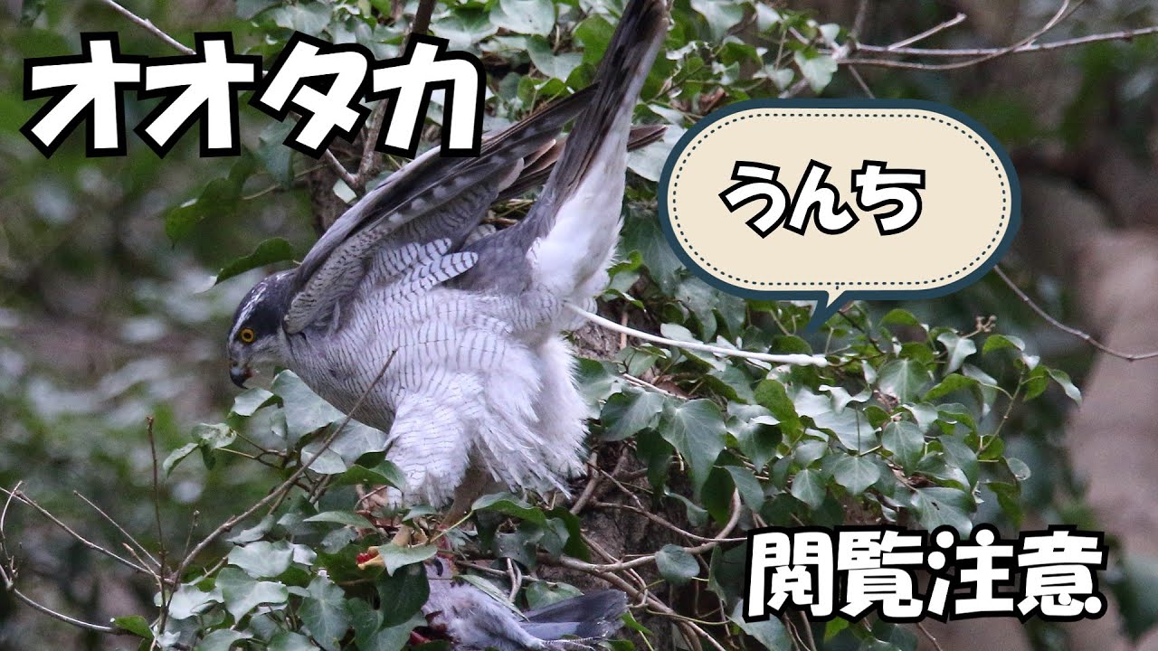 オオタカ - YouTube