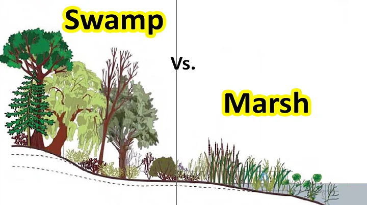 What is Swamp | Difference between Swamp & Marsh | Geography terms - DayDayNews