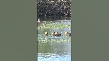 Lesser Whistling Duck.  #birds #mangrove #nature #savemangrove#wildlife