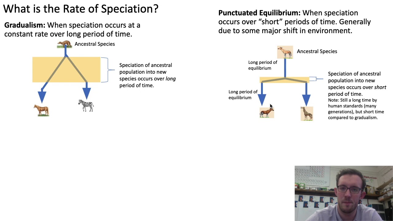 Rate of Speciation Gradualism vs. Punctuated Equilibrium YouTube