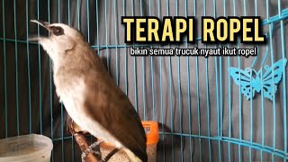 trucukan ropel panjang TARUNG PANCINGAN TRUCUKAN agar bunyi JADIKAN burung trucukan gacor EMOSI