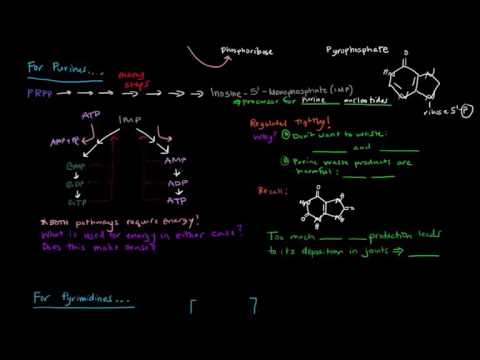 Sinh tổng hợp Purine và Pyrimidine Nucleotide [HS27/80]