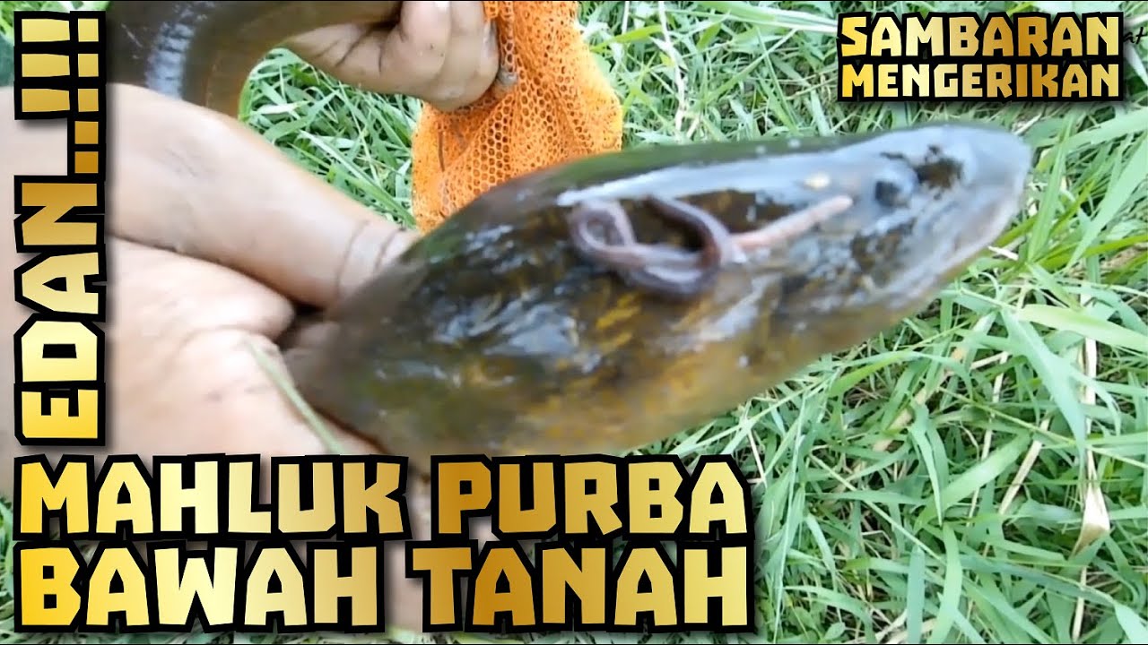 Mancing Belut Purba Penghuni Pinggiran Waduk Mrican
