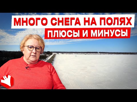 Много снега на полях. Какие плюсы и минусы? | Елена Соколова | Растениеводство