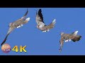 4K Doves cooing & blackbird song - Birds and their sounds from the Greek fauna