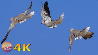 4K Doves cooing & blackbird song  Birds and their sounds from the Greek fauna