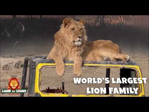 Land of Lions | World's Largest Lion Family now in Antalya Manavgat!