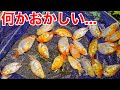 台風後の用水路に捨てられた金魚保護して育ててみた結果...