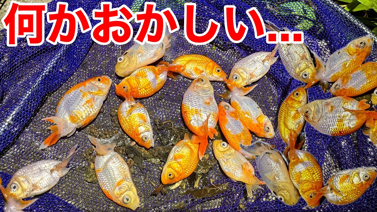 台風後の用水路に捨てられた金魚保護して育ててみた結果...
