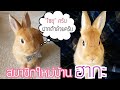 #116 แม่บ้านญี่ปุ่น 🎌 แนะนำสมาชิกใหม่บ้านฮากะ 🐰