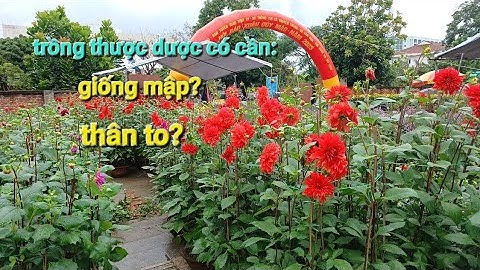 Trồng hoa thược dược có cần phải nuôi thân mập cây ú