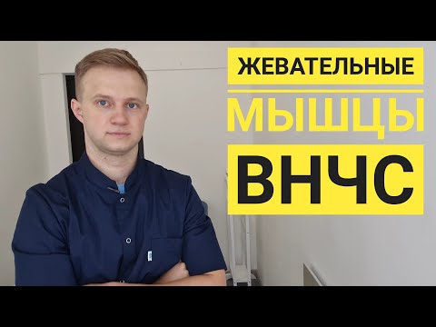 Диагностика и коррекция (массаж) жевательных мышц челюсти (ВНЧС). Прикладная кинезиология