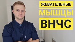 картинка: Диагностика и коррекция (массаж) жевательных мышц челюсти (ВНЧС). Прикладная кинезиология