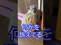 意思表示するうさぎがかわいすぎるPart 2