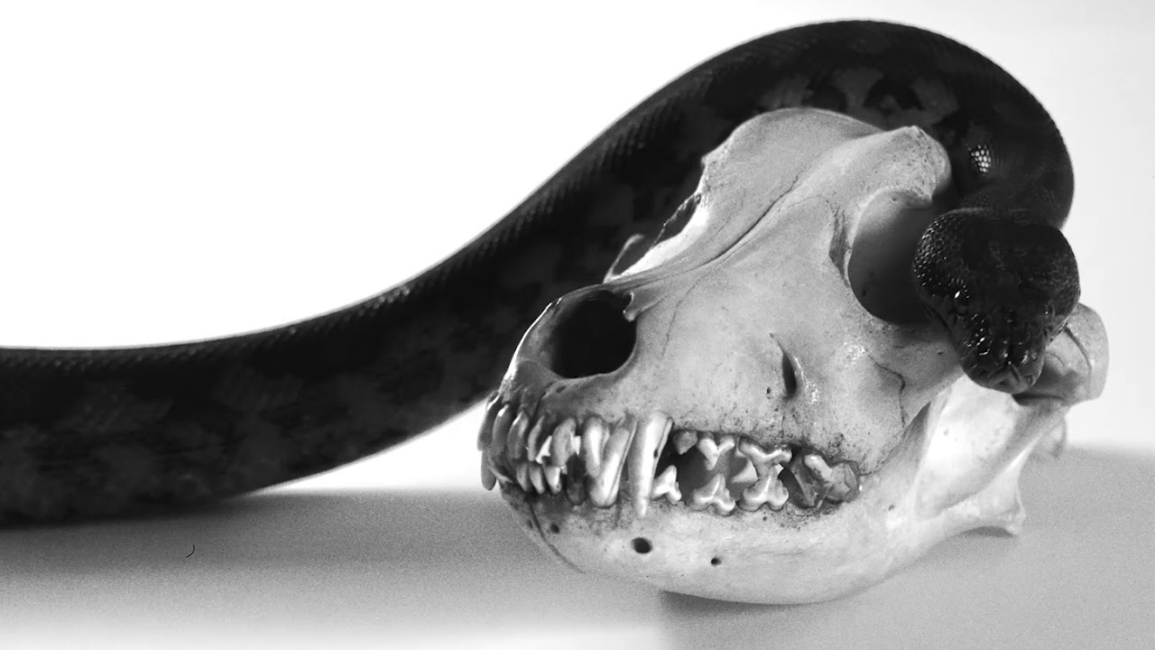 SŪRYA - Black Snake Prophecy (official video, 2019)