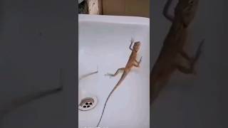1 2 3 Start Lizard Funny Video Funniest Video Ever 