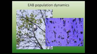 EAB population & damage dynamics 3 24 16