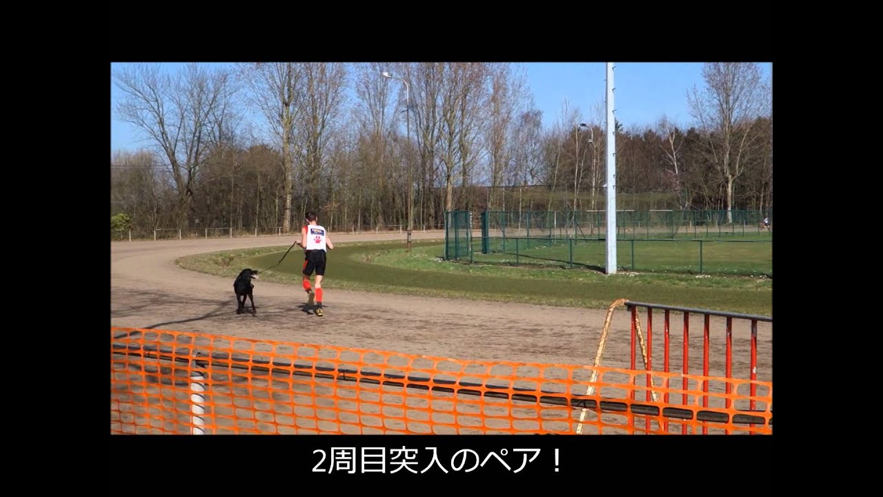 犬と飼い主のスポーツ大会 02 Youtube 犬と飼い主のスポーツ大会 02 Youtube