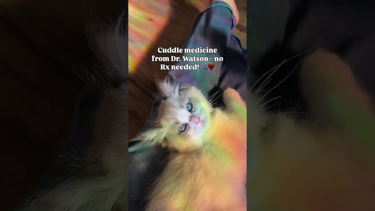 Cuddle medicine 💊 #kitty #ragdoll #sealbicolor