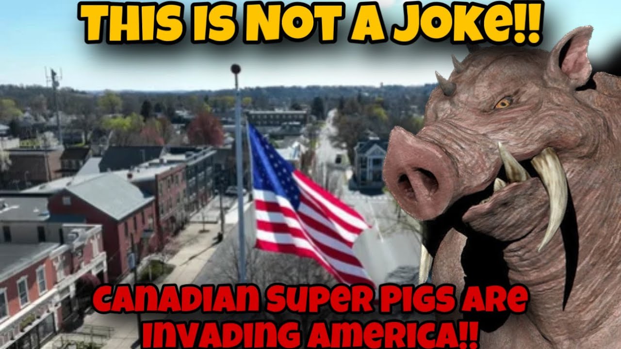 WARNING! Canadian Super Pigs Are Invading America !!!