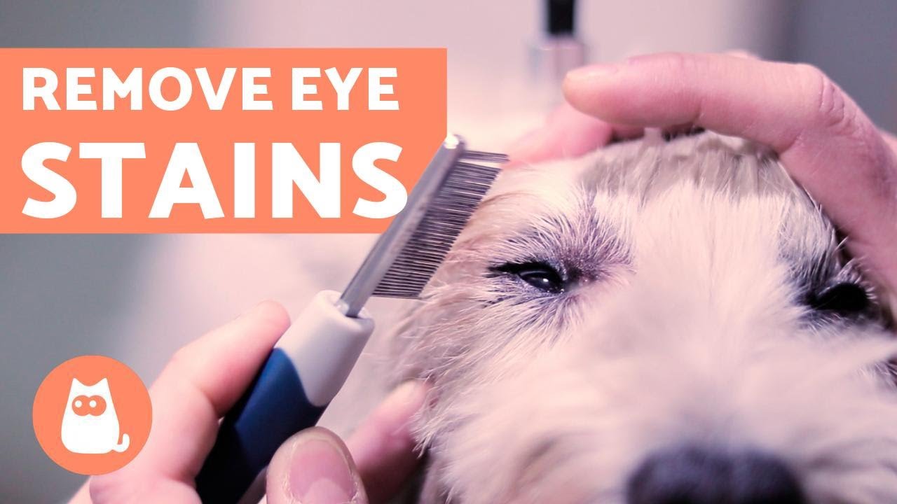 dog eye drainage stain
