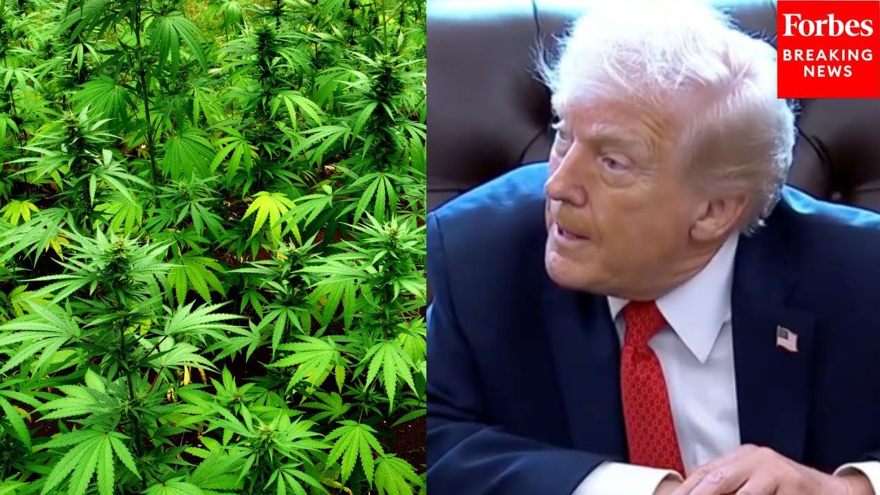 Trump Asked About GOP Lawmakers Concerns That Rescheduling Cannabis Could Normalize Youth Drug Use