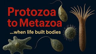 The Evolution of Animals: From Single Cells to Complex Life (Protozoa to Metazoa)