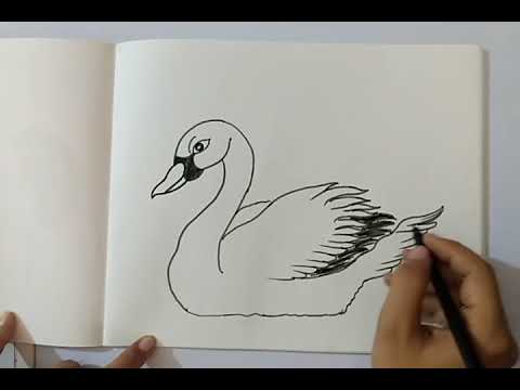 Class 6th Drawing (Animal Drawing) - YouTube