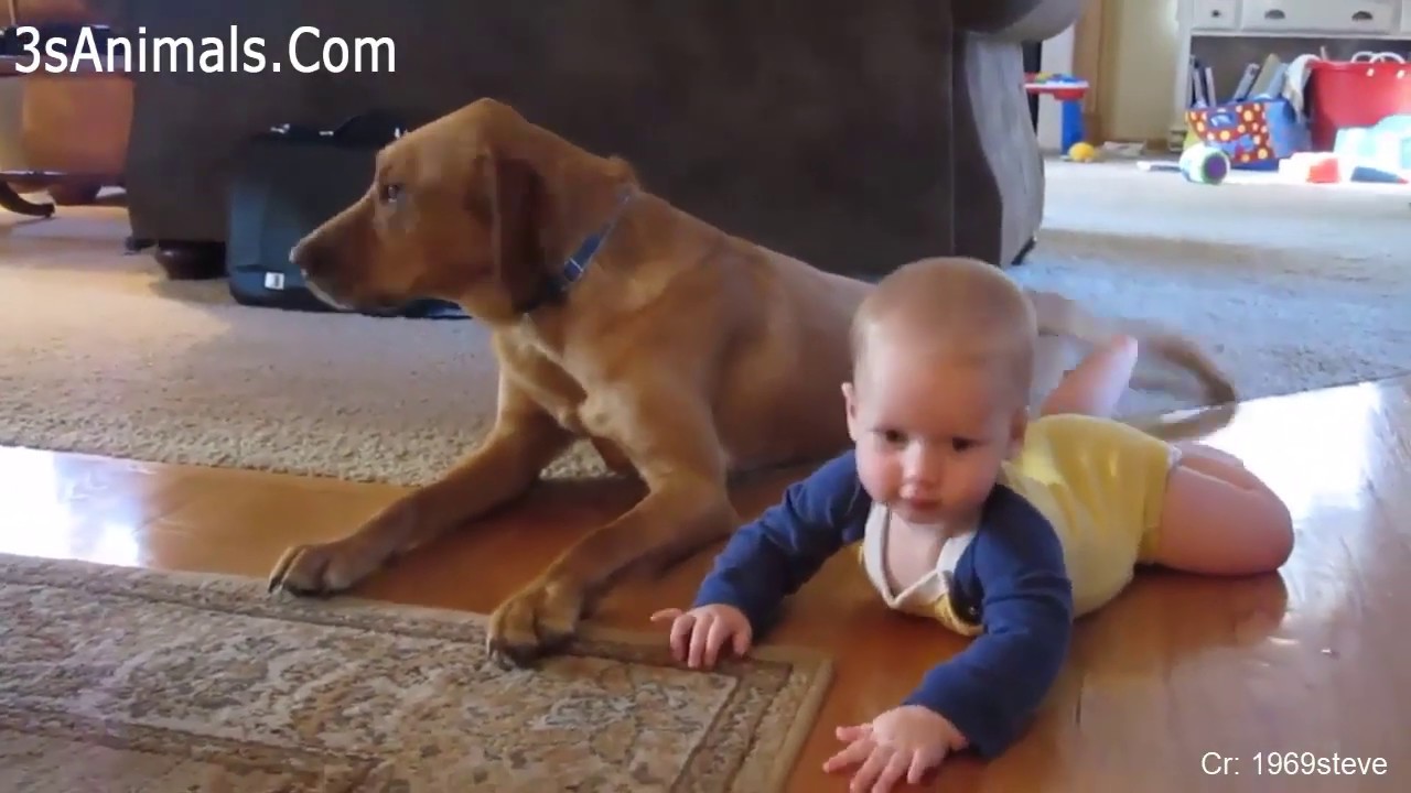 Adorable dog take care of the baby funny baby and pet YouTube
