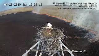 Пожар в долине реки Гильчин, где гнездятся аисты. Видео с веб-камеры. Пожар в долине реки Гильчин, где гнездятся аисты. Видео с веб-камеры.