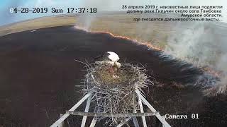 Пожар в долине реки Гильчин, где гнездятся аисты. Видео с веб-камеры.