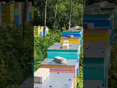 Что с пчелами?