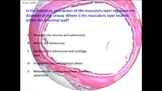 What are the histological differences between trachea and bronchus?