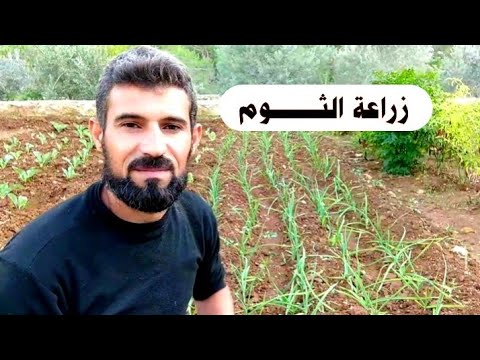 فيديو: كيف تزرع أكبر ثوم؟