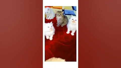 Video 8983031: persian cat pets, persian cat show quality, persian cat male female, blue eyes persian cat