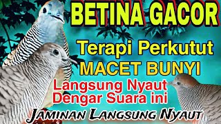 PERKUTUT BETINA GACOR SUARA MERDU MEMANGGIL LAWAN Ampuh bikin Nyaut