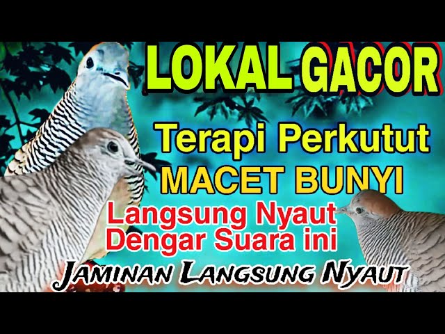 PERKUTUT BETINA GACOR SUARA MERDU MEMANGGIL LAWAN Ampuh bikin Nyaut class=