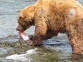 Grizzly Bear Eating Salmon at Brooks Falls, Alaska