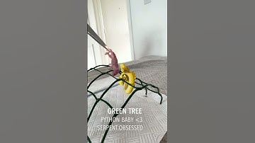 Baby Green Tree Python ATTACK! Feeding GTP, manokwari x cyclop ; serpent.obsessed // Pyton Zielony!!