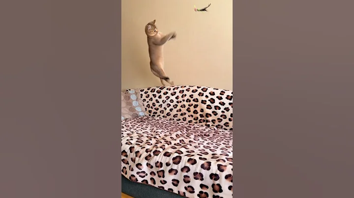 Video 11321621: cats catlover cutecat funnycats, catlover cutecat funnycat animal, cats funnycats catlover cute, cats catlover cutecat funny